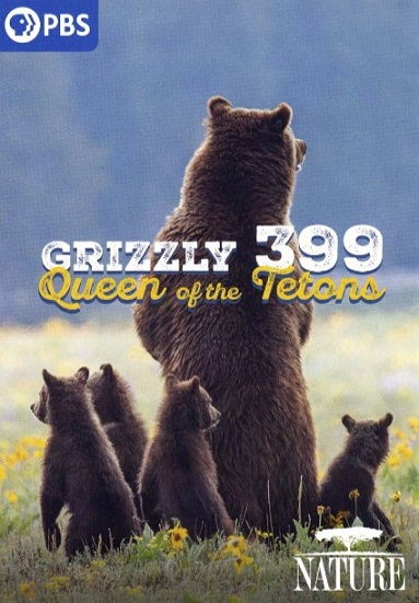 Grizzly 399: Queen of the Tetons